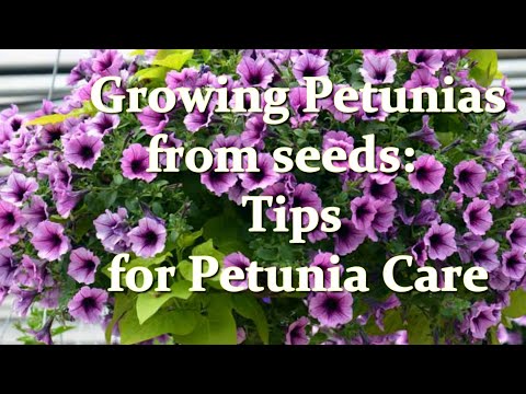Video: Petunia - fiore annuale