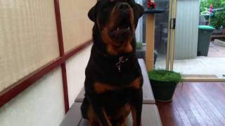 Rottweiler First Birthday by LIFE OF KODA 994 views 6 years ago 26 seconds