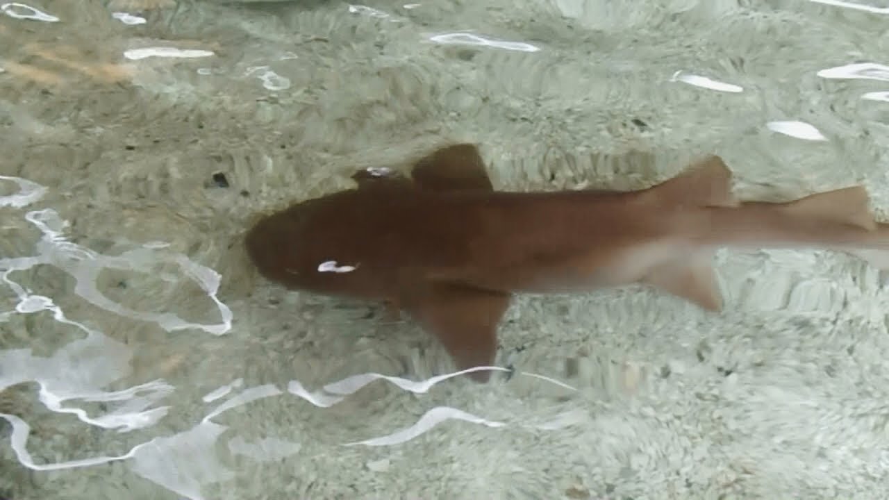 Petting Stingrays and Sharks - St Louis Zoo - YouTube