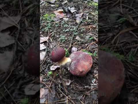 Необычные и редкие