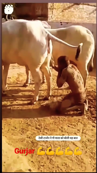 desi Tarzan gurjar Sanjay pahalvan Haryana 💪💪💪💪💪 short video