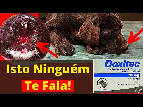 Vídeo: Esta doença afeta 80% de Chow Chows. Seu filhote está sofrendo silenciosamente?