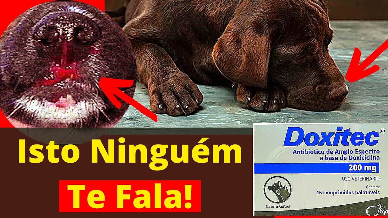 [REVELADO] DOENÇA DO CARRAPATO EM CACHORRO Tratamento De Cães C/ Doxiciclina Antibiótico Barato Cão
