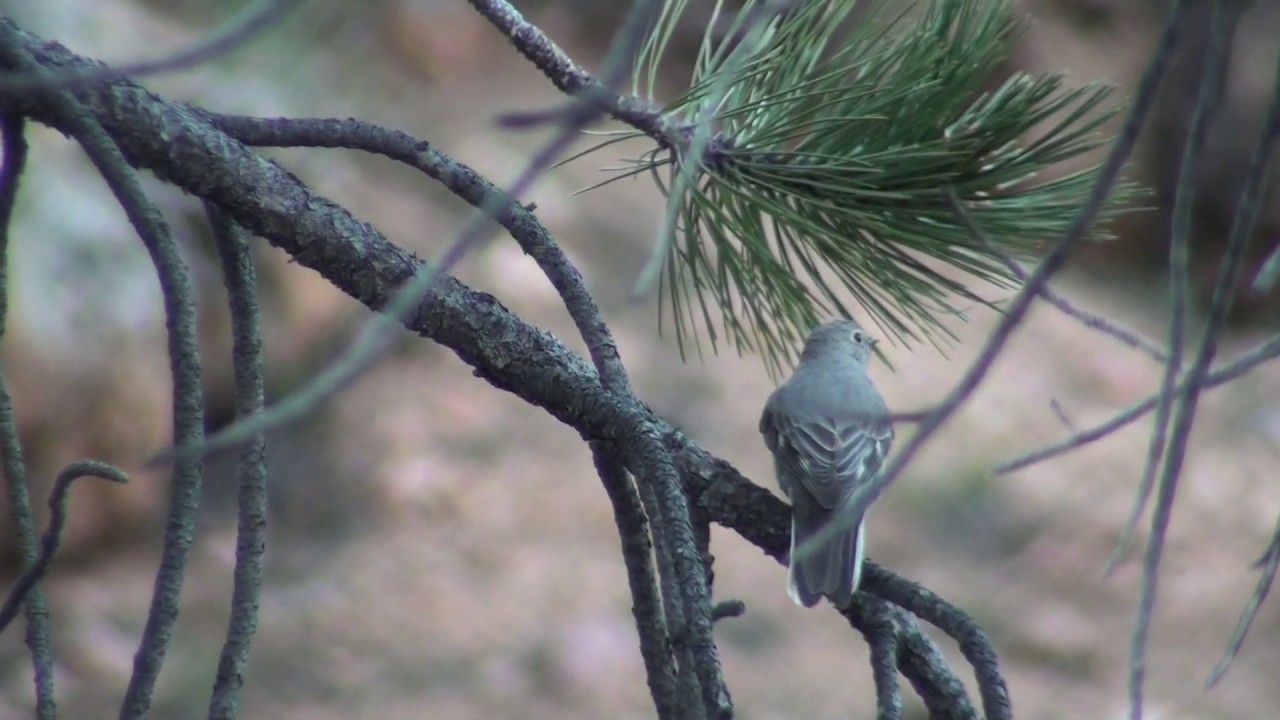 Townsend's Solitaire (Myadestes townsendi)