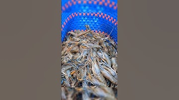 Crayfish _ Cảnh Này Chỉ Có Ở Miền Tây Mò Tôm Càng #shorts #crayfish #tom