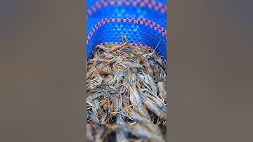 Crayfish _ Cảnh Này Chỉ Có Ở Miền Tây Mò Tôm Càng #shorts #crayfish #tom