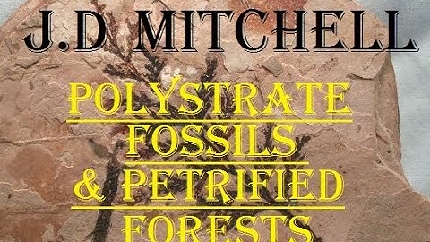 J D Mitchell: Polystrate Fossils & Petrified Forests