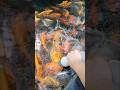 fish feeding #fishingvideo #fishfeeding #fishfeeder #lagoonabeach #fishinglife #entertainment