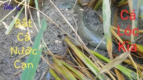 Bắt Cá Nước Cạn Ruộng Lúa Toàn Cá Lóc Cá Trê Cá Rô || Sông nước miền tây