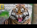 American tiger  national geographic 