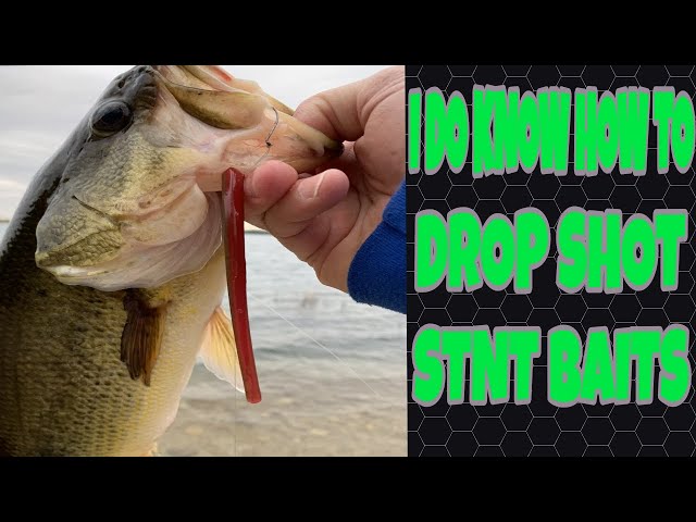 DROP SHOT FISHING, STNT BAITS