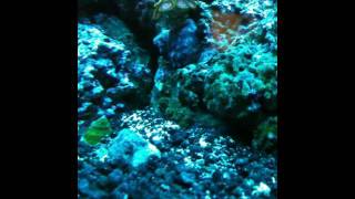 Pearly Jawfish making a burrow