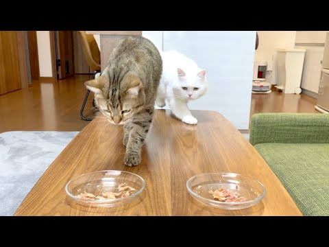 猫はささみと胸肉のジャーキーどっちが好き？