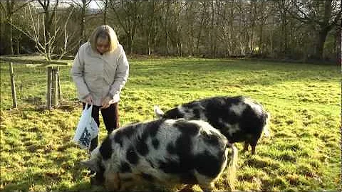A walk to feed the pigs.wmv