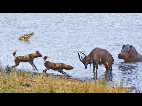 Nyala Antelope Fights Wild Dogs, Hippo, and Crocodile in One Big African  Showdown