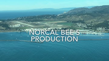 Swarm moving into bait hive