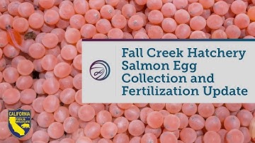 Fall Creek Fish Hatchery Chinook Salmon and Coho Salmon Egg Collection and Fertilization Update