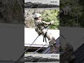 Basic Drill Female Military Rappelling
