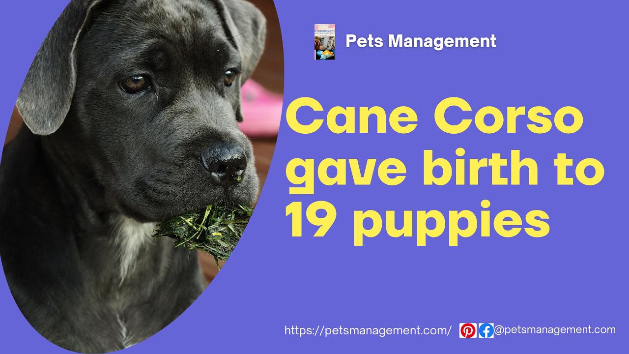 Cane Corso (Dod Breed) gave birth to 19 puppies YouTube