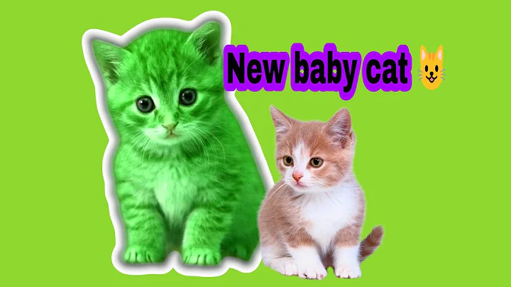 Video 2352811: sphynx cat sphinx, sphynx kitten cute cat, newborn sphynx kittens, indian cat, baby cat born, mother cat