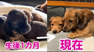 【ダックス子犬/生後3ヵ月】同じ犬？！子犬の性格の違い「毛色/特徴」パピーの成長記録！duchshund puppy【ミニチュアダックス】【多頭飼】【もふもふ兄妹の日常】