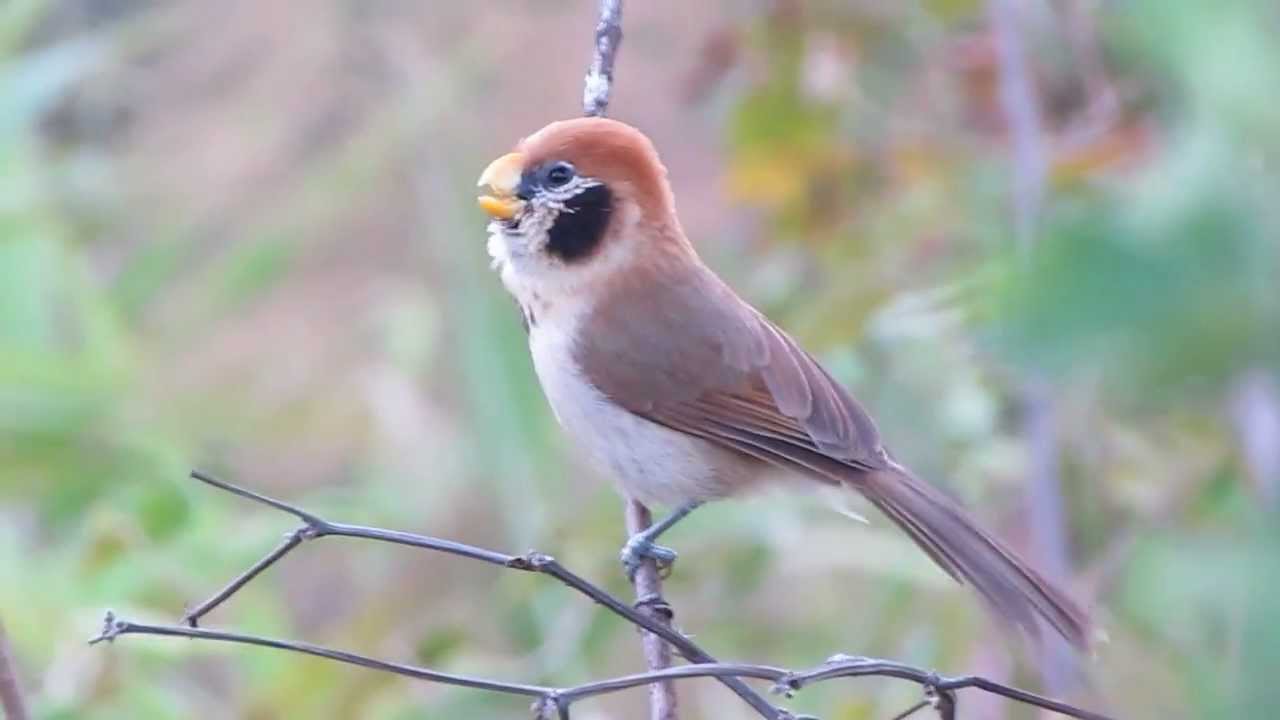 Spot Breasted Parrotbill Paradoxornis Guttaticollis Spot Breasted Parrotbill Paradoxornis Guttaticollis
