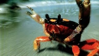 Крабовый. Правильный. (БЕЗ РИСА) Крабовый. Правильный. (БЕЗ РИСА)