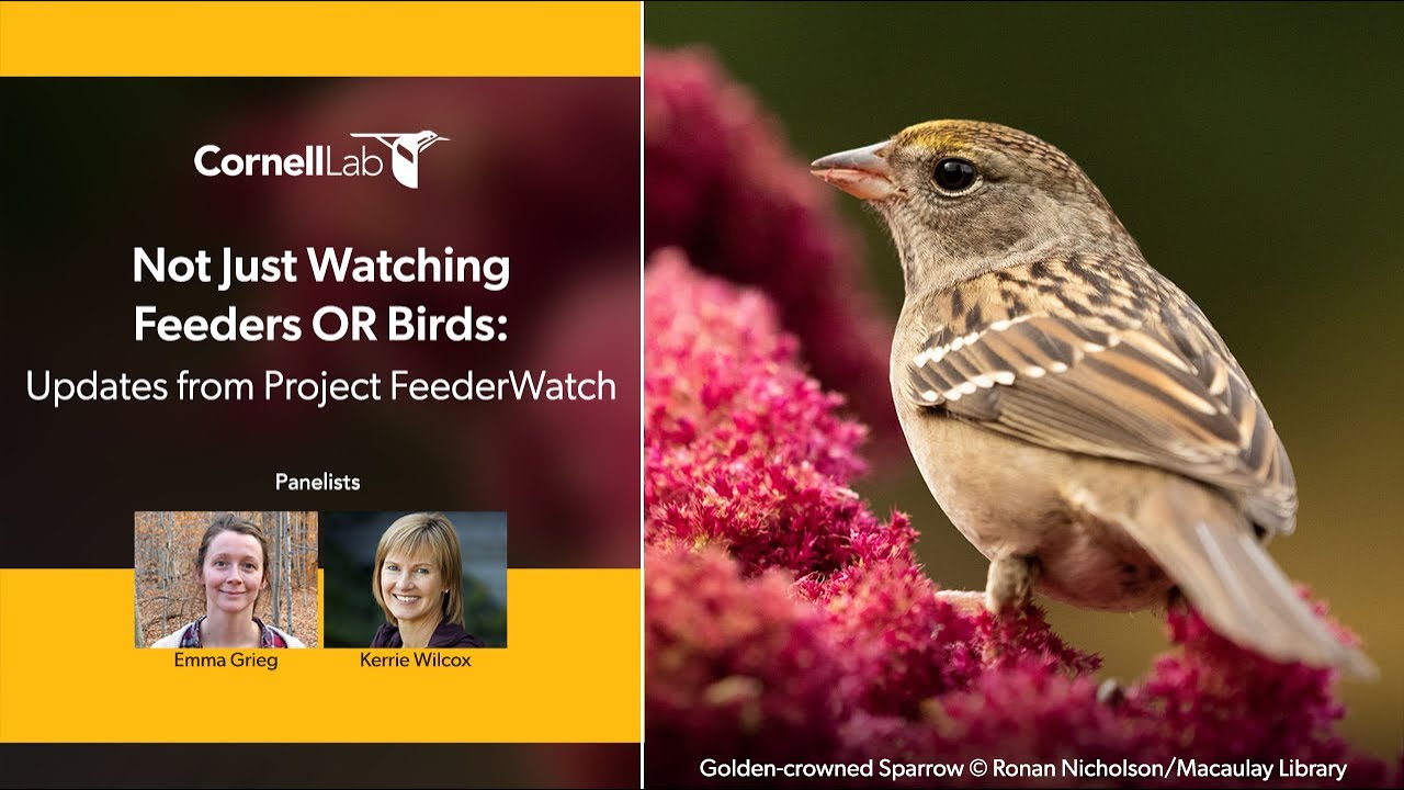 Project Feederwatch Canada