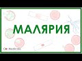 Малярия - малярийный плазмодий, виды, механизм развития, симптомы,