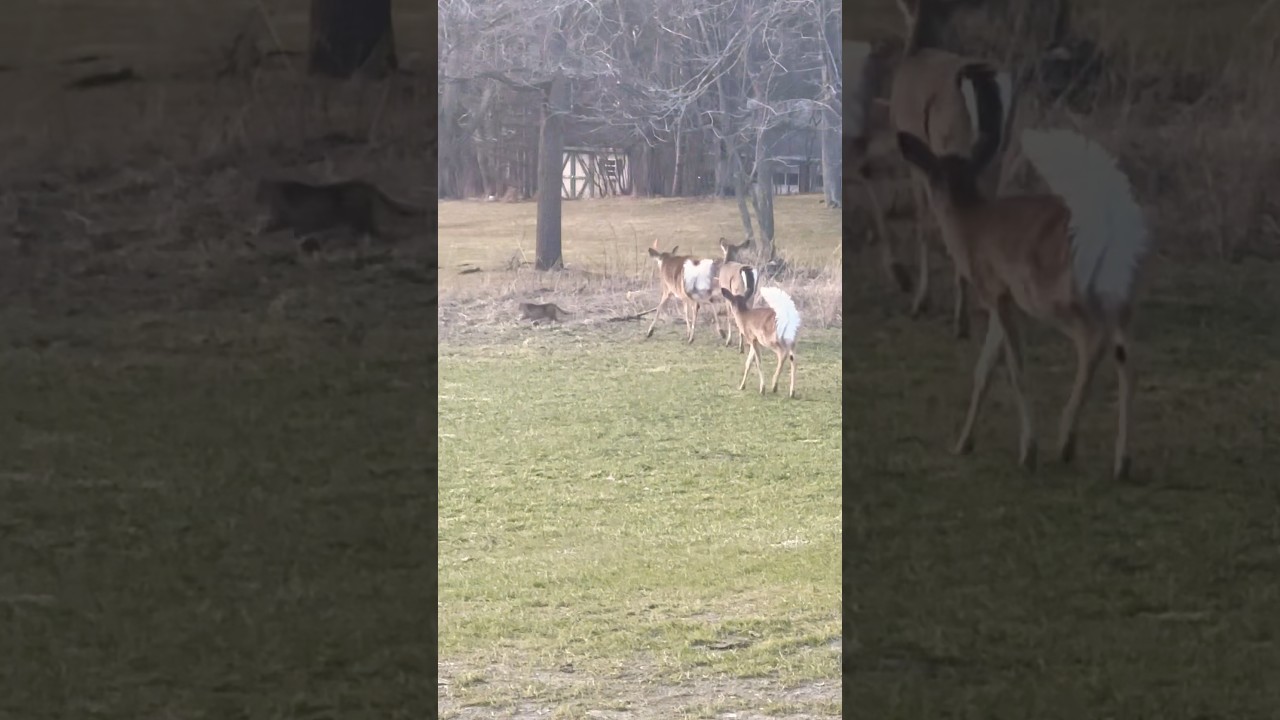 Deer playing with a cat! 