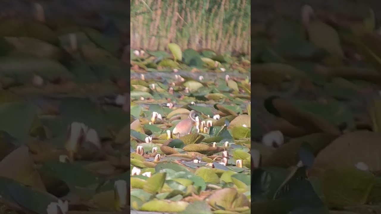 Squacco heron/Ralreiger/Ardeola ralloides - Budel-Dorplein, Ringselvennen - 14-06-2025
