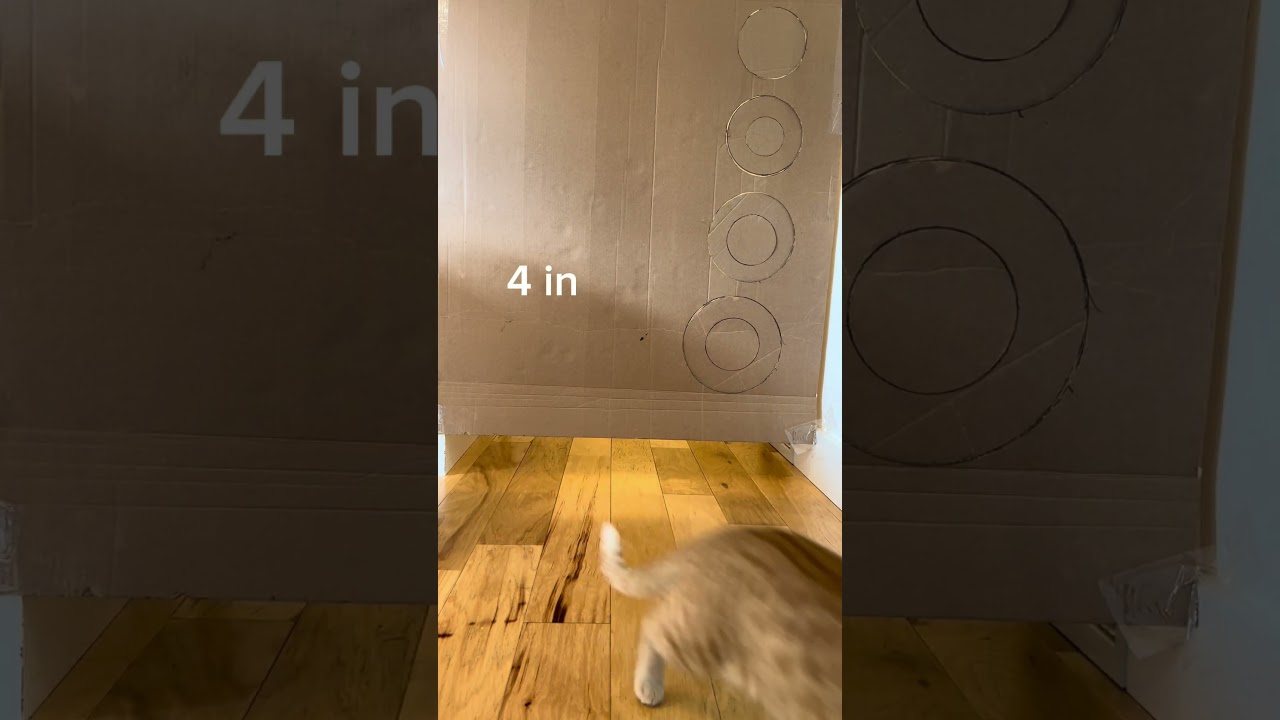 Cat Vs Shrinking Wall