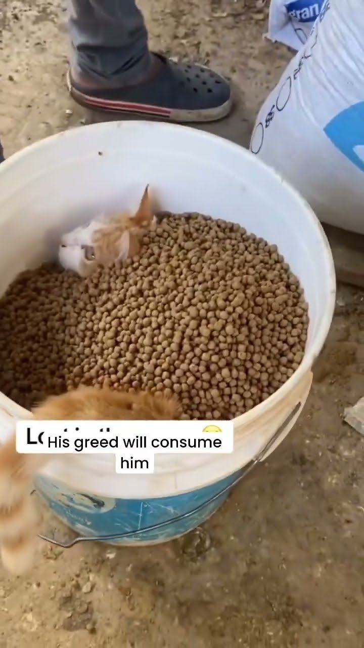 Kittyo said this and prvnci my life is complete