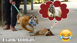 Try Not To Laugh Challenge With Fake Tiger Prank Vs Dream Dog _ Best Funny Prank Video 2021 by Prank Animals 7,234 views 3 years ago 2 minutes, 39 seconds