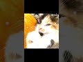 Kitty!