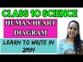 How to write human heart diagram in 2min