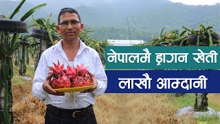 Khabar Break : मकवानपुरमा यसरी गरिदै ड्रागन खेती,स्वदेशमै लाखौलाख आम्दानी | dragon fruit in Nepal