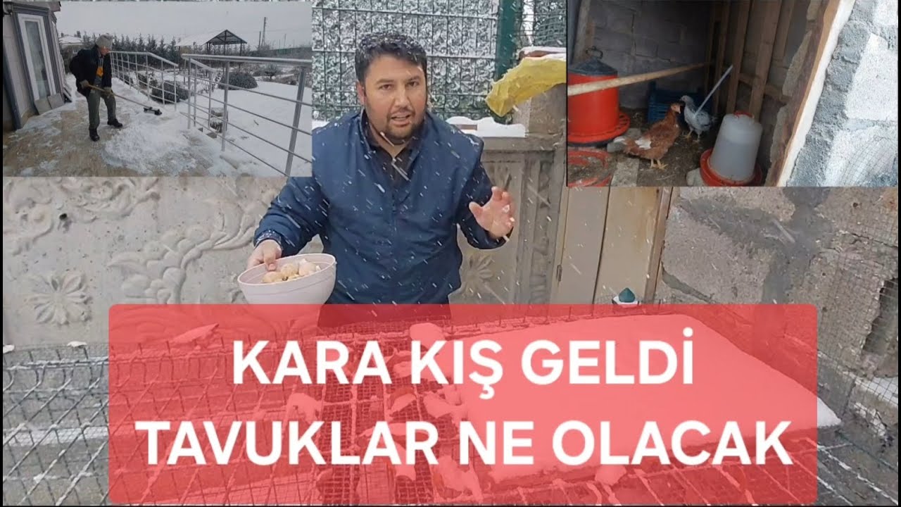 Kara kış geldi. Tavuklar ne olacak?