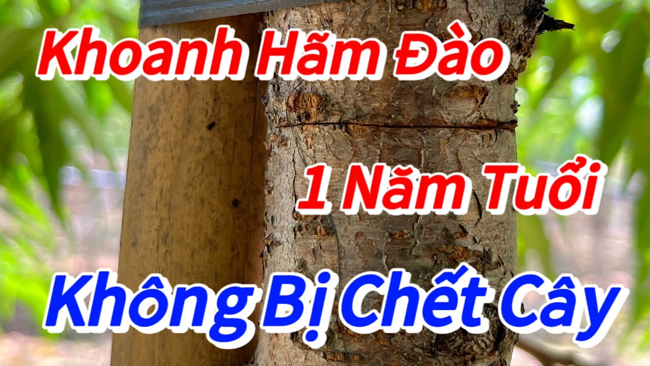 Đào Tết - Kinh nghiệm khoanh hãm đào 1 năm tuổi không bị chết- Vườn Nhà Bon (p37)#daotet #vuonnhabon
