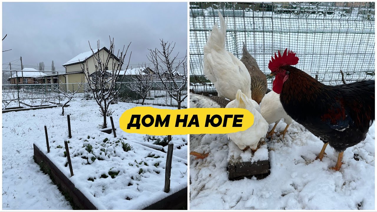 Смешные кубанские курочки/Холодный зимний вечер у нас в Родниках - YouTube