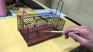 ラットマル（ニュータイプネズミ捕獲器）