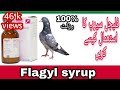 How to use flagyl syrup for pigeonsmajid pigeon care