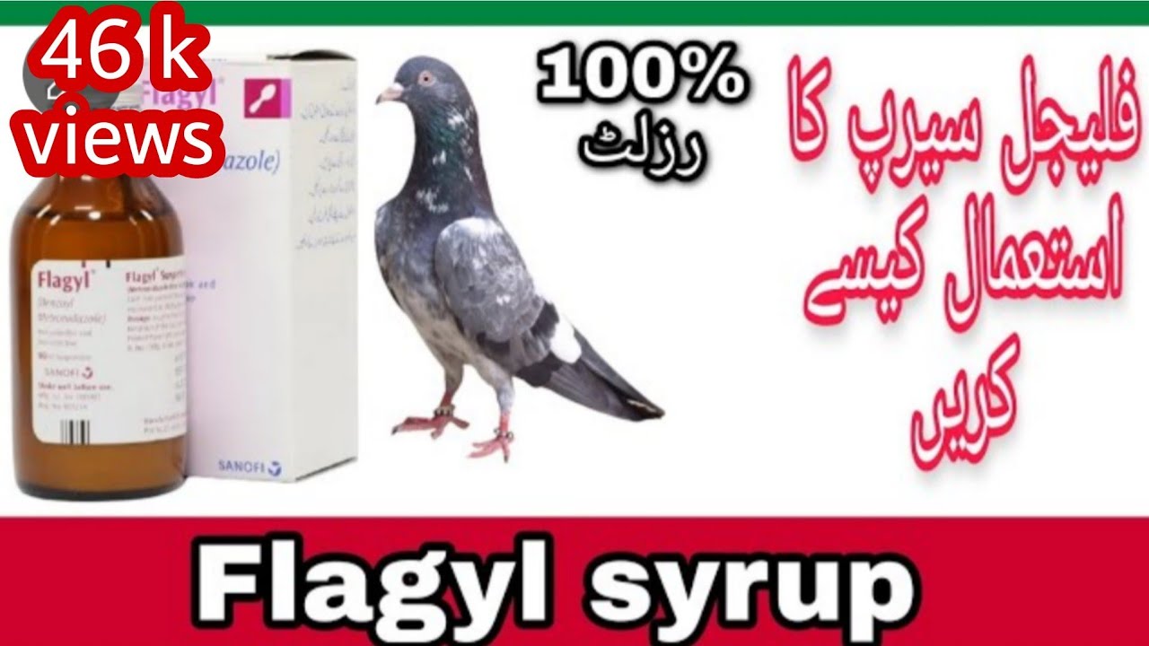 How To Use Flagyl Syrup For Pigeons Majid Pigeon Care YouTube How To Use Flagyl Syrup For Pigeons Majid Pigeon Care YouTube