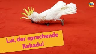 Kakadu Lui und seine Tricks 🙀| Radio TEDDY