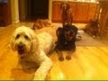 Little Paws Dog Care - Dog Boarding Seattle, Issaquah, Bellevue, Redmond, Sammamish, WA Little Paws Dog Care - Dog Boarding Seattle, Issaquah, Bellevue, Redmond, Sammamish, WA