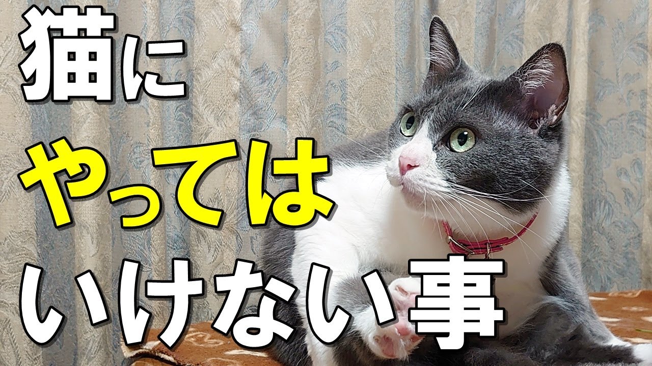 あなたはやっていない 猫の飼い主がやりがちな危険な間違い１０選 正しい猫のしつけについても解説 保護猫 Youtube