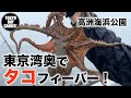 東京湾奥でタコが大フィーバー！【高洲海浜公園】