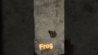 Frog ? jump