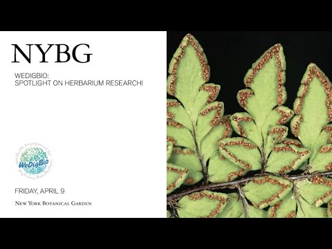 Video: Sky Plant Bromeliads - Tillandsia асман өсүмдүктөрүн кантип өстүрүү керек
