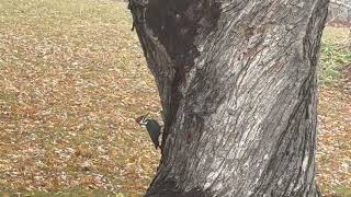 Red Headed Wood Pecker Chasing Bugs